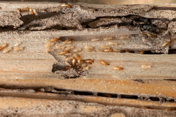 Best Residential Pest Control  in Lexington, IL